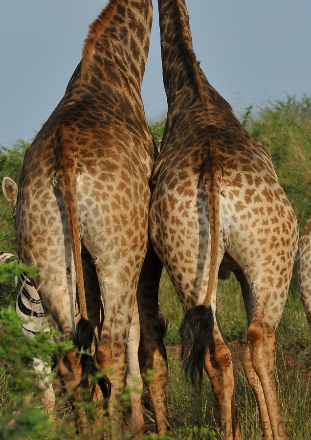 Giraffa giraffa giraffa [280 mm, 1/1000 sec at f / 16, ISO 1600]